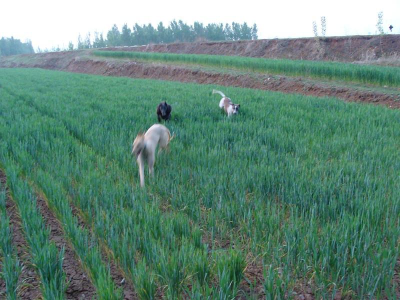 济宁市哪里有卖格力犬的厂家