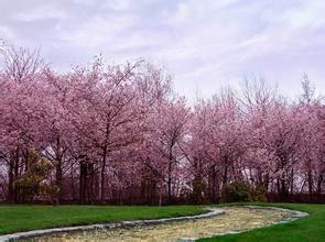 供應(yīng)速生櫻花—*櫻花基地—櫻花批發(fā)