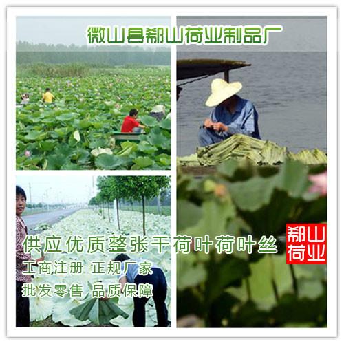 供應(yīng)用于荷葉的批發(fā)2015新優(yōu)質(zhì)荷葉塊，健胃醒腦