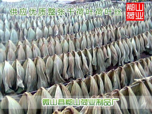 供應(yīng)用于荷葉的批發(fā)2015新優(yōu)質(zhì)荷葉塊，健胃醒腦