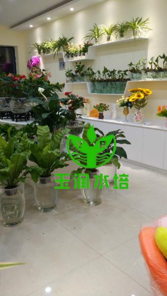 水培花店装修图片