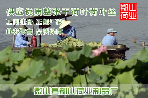 供應(yīng)用于荷葉的批發(fā)2015新優(yōu)質(zhì)荷葉塊，健胃醒腦