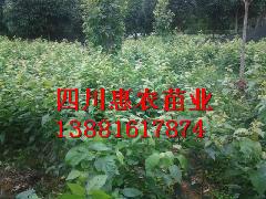 供應(yīng)*茶苗廠家，*茶苗廠家電話，*茶苗批發(fā)價(jià)格