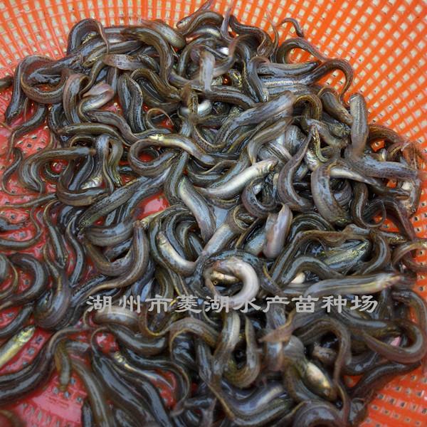 湖州泥鰍苗圖片