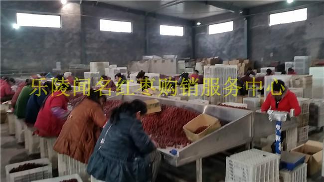 供應(yīng)新疆灰棗_若羌灰棗廠家批發(fā)價(jià)格