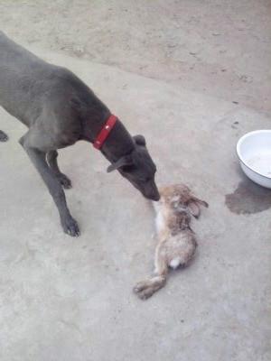 供应格惠犬什么样的好，格惠犬的资料，格惠犬的价格图片