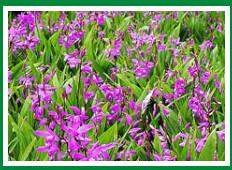 種植白芨白芨種苗白芨圖片