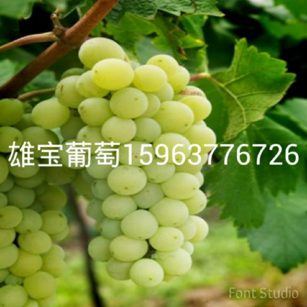 廣西葡萄苗價(jià)格圖片/廣西葡萄苗價(jià)格樣板圖 (4)