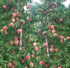 供應(yīng)安徽桃苗錦繡黃桃黃桃苗*