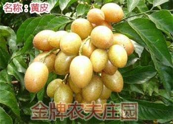 供應(yīng)龍眼桂圓雞心黃皮果代收*代辦經(jīng)紀(jì)儲(chǔ)良石峽古山等品種廣東茂名