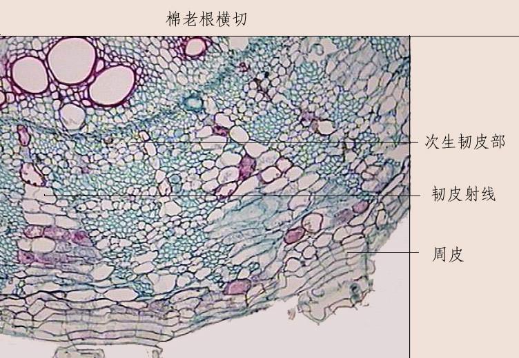 鑫鑫教学主营：生物切片棉老根横切图片