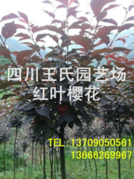 供應(yīng)成都哪里有紅葉櫻花紅葉櫻花哪里好，四川價(jià)格*的紅葉櫻花