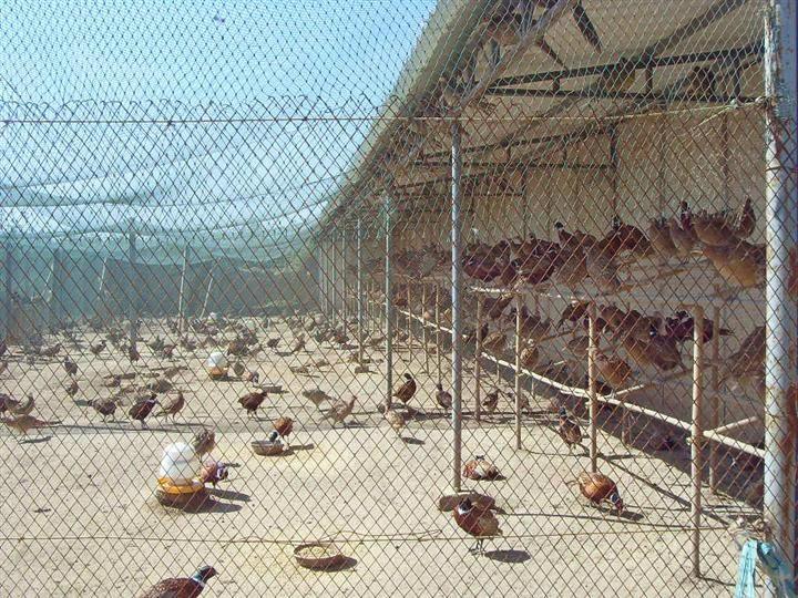 勾花護(hù)欄網(wǎng)圖片