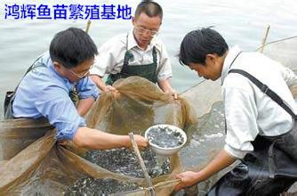 供應(yīng)廣東惠州泥鰍