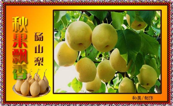 供應(yīng)安徽碭山酥梨供應(yīng)酥梨以大量上市