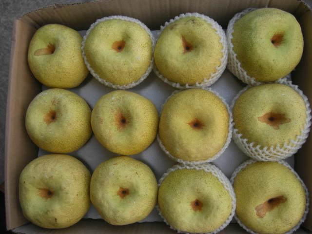 供應(yīng)碭山酥梨*酥梨價格