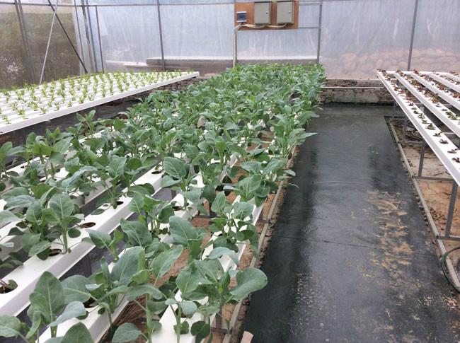 供應(yīng)用于水培蔬菜技術(shù)的東莞蘭天興農(nóng)無土栽培技術(shù)設(shè)備銷售