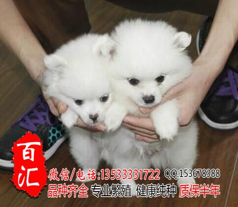 供应广州哪里有卖纯种博美幼犬图片