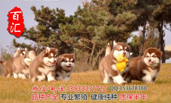 广州哪里有卖纯种阿拉斯加幼犬厂家