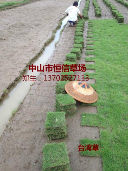 供應(yīng)廣東中山馬尼拉草坪 廣東中山馬尼拉草，臺(tái)灣草坪 廣東中山臺(tái)灣草