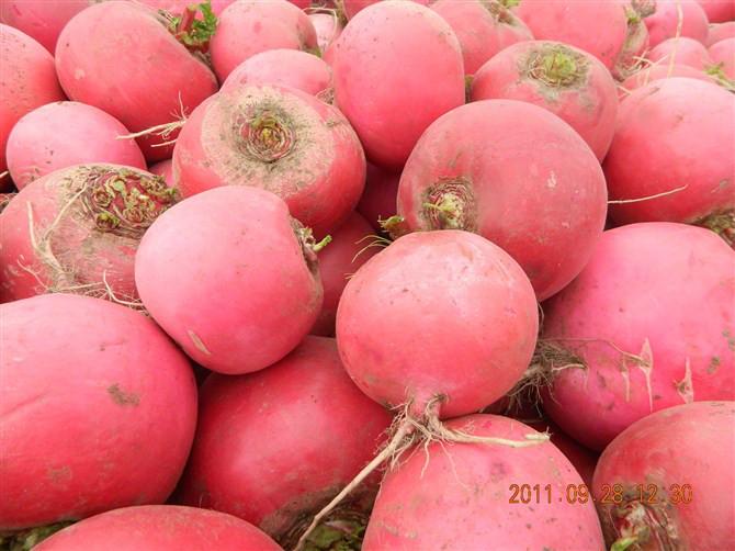 供應(yīng)東北心里美蘿卜功效