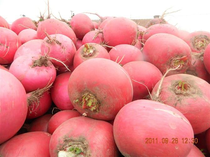 東北蘿卜批發(fā)商圖片