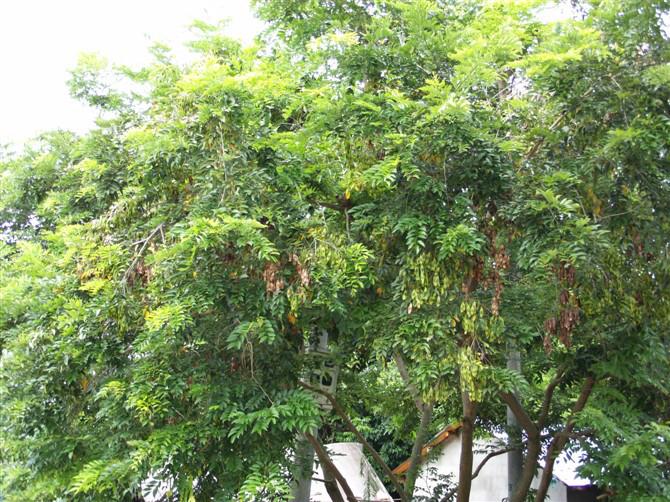 供應(yīng)海南黃花梨種子
