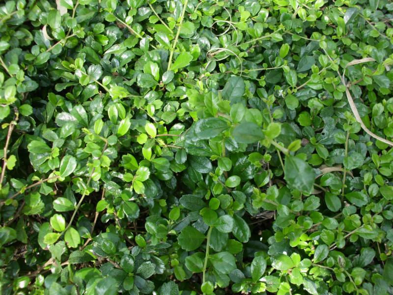供應(yīng)臺灣草夏威夷大葉油草兩耳草足球草