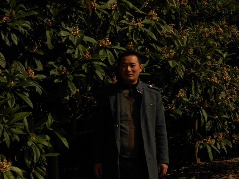 鹽城大豐枇杷樹供應(yīng)枇杷樹推廣圖片